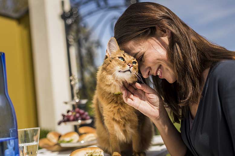 ¿Cómo mantener una buena relación entre gatos y perros mascotas?