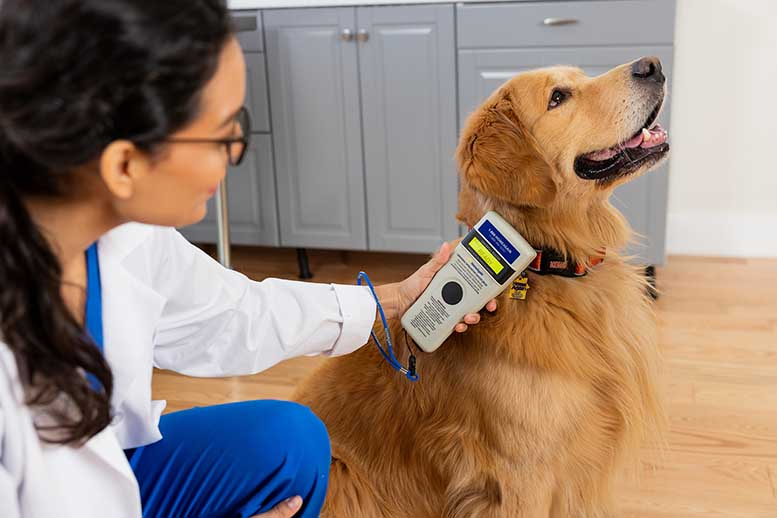 Cuatro especialidades poco conocidas de la Medicina Veterinaria para nuestras mascotas